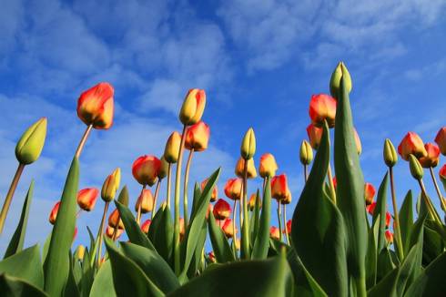 számok hollandul - tulipánok