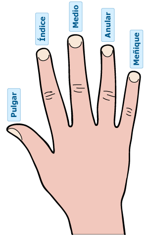 cuerpo humano - nombres de los dedos
