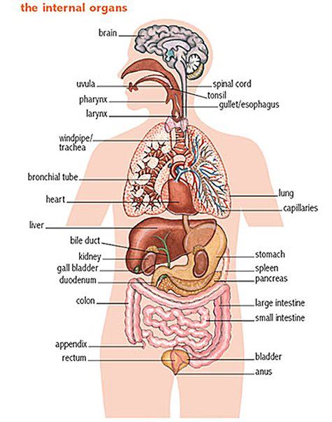 The Human Body - The Internal Organs