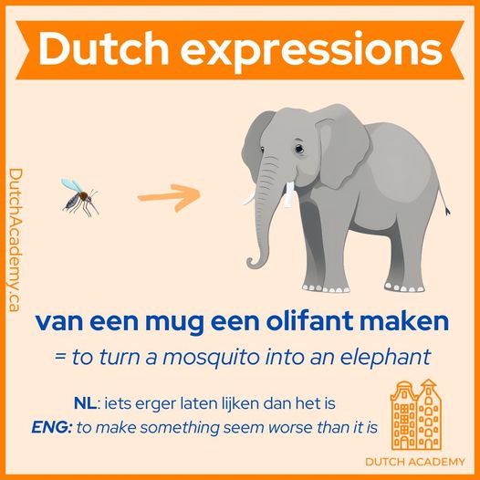 dieren holland Van een mug olifant