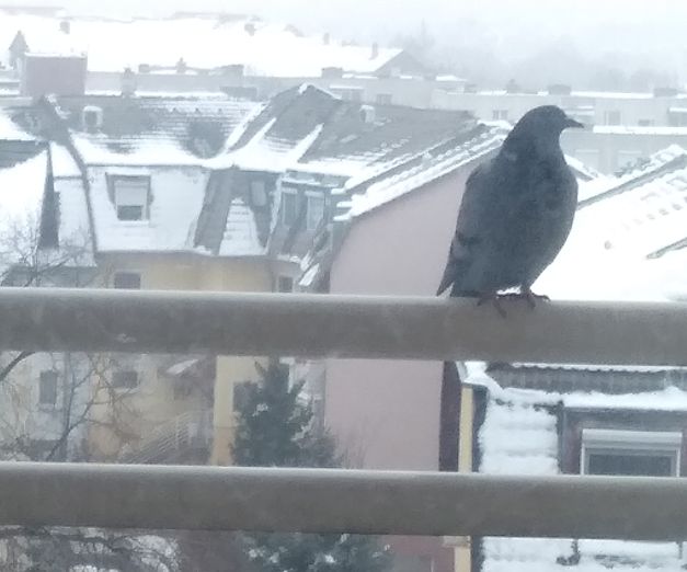 2025-2026. tél: Havas téli házak galambbal